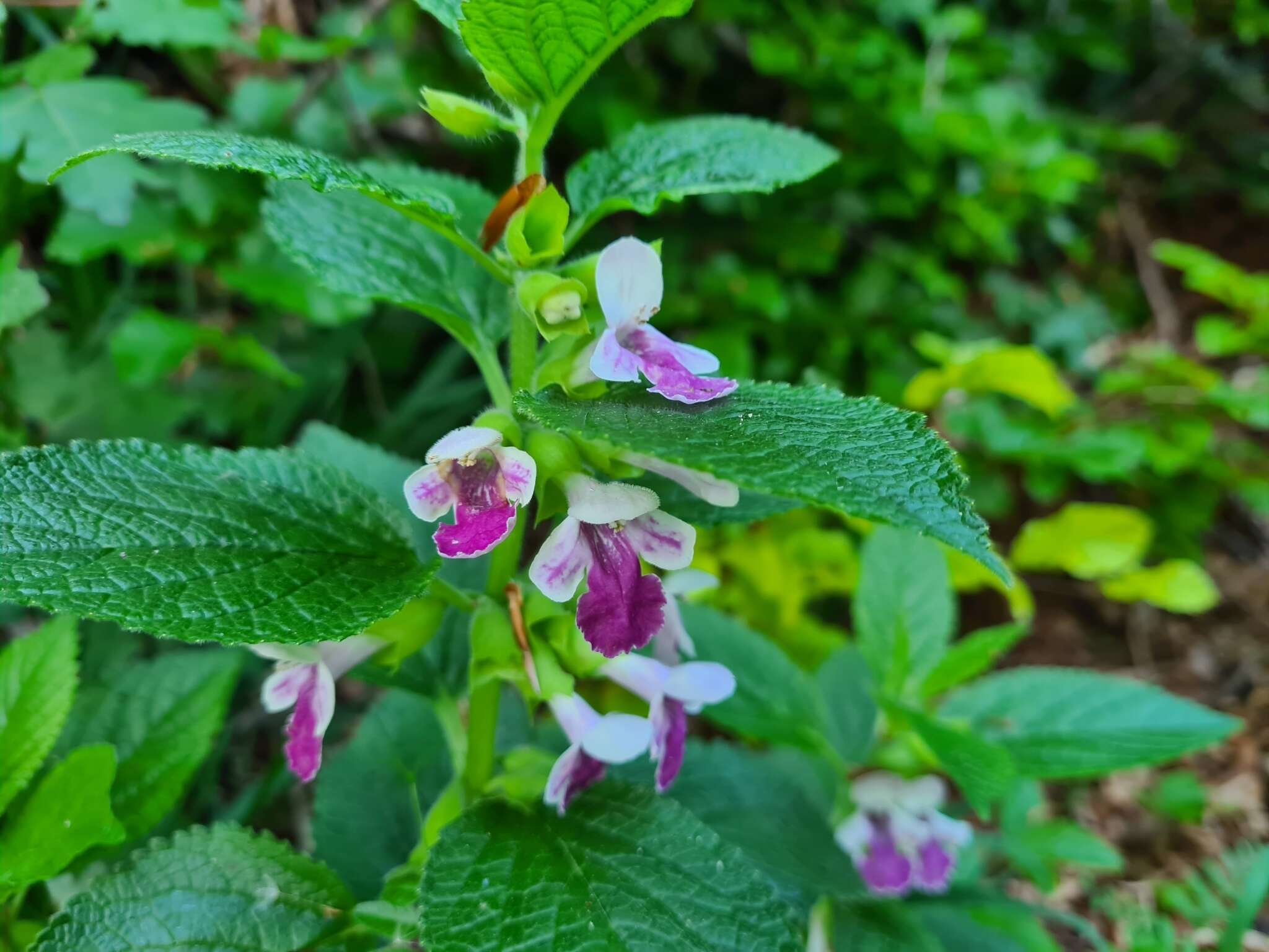 Imagem de Melittis melissophyllum subsp. melissophyllum