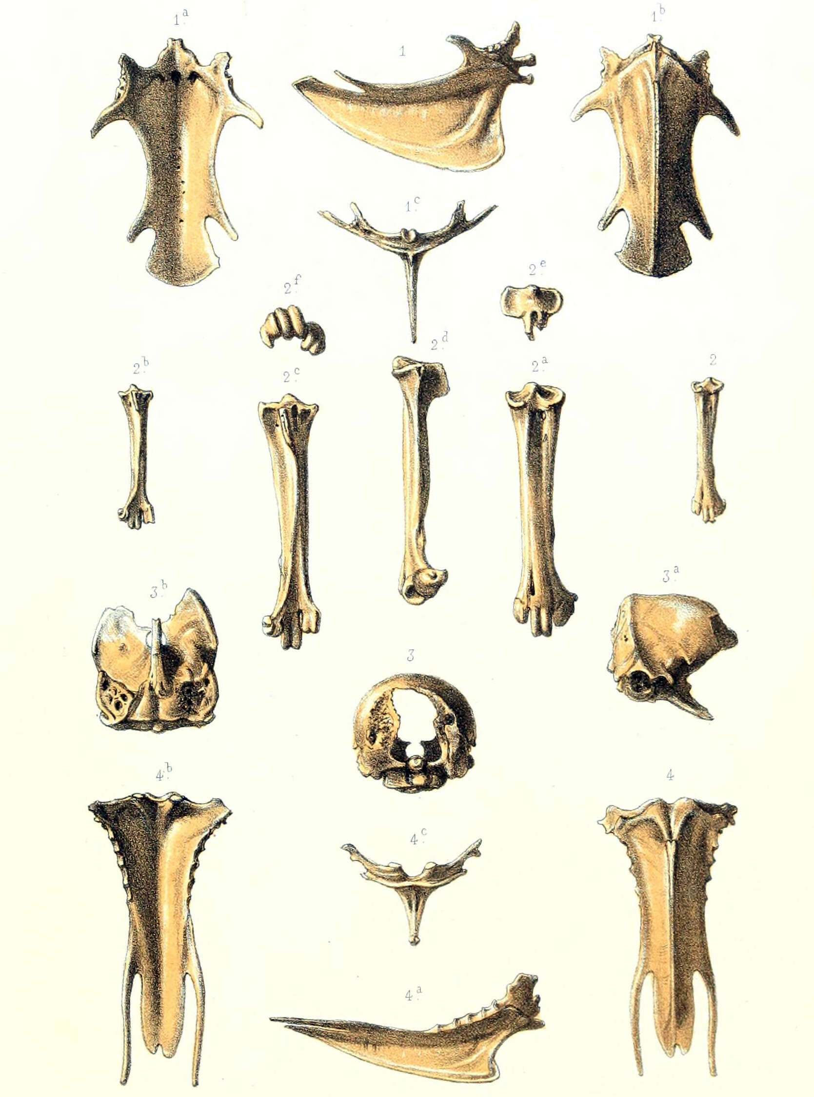 Image of Nesoenas Salvadori 1893