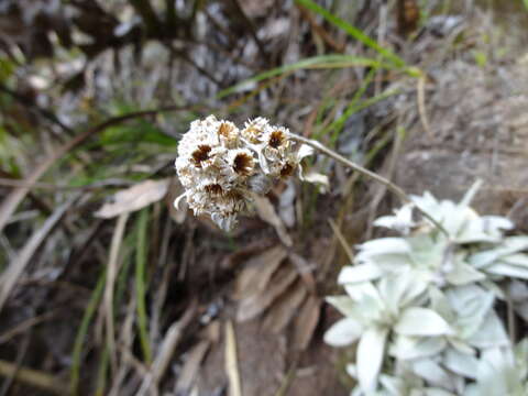 Image of Helichrysum arnicoides (Lam.) Cordem.