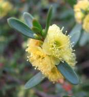 Hypocalymma xanthopetalum F. Müll. resmi