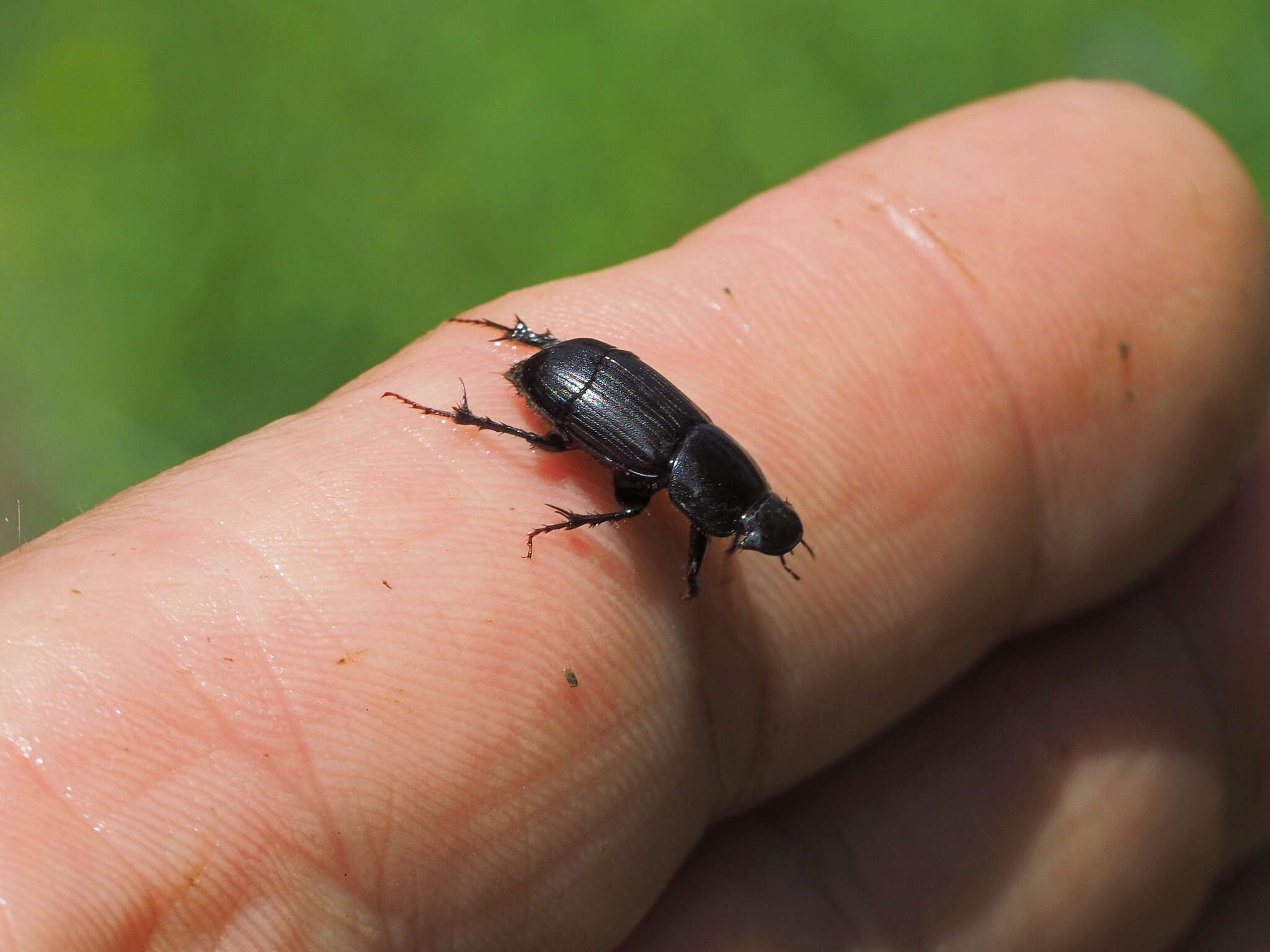 Image of Acrossus planicollis (Reitter 1890)