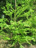 Image of katsura tree family