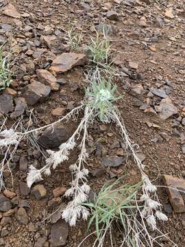 Image of Thompson's cryptantha