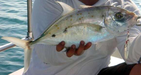 Image of Yellowspotted trevally