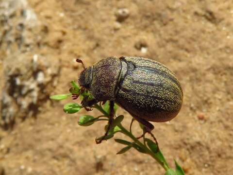 Sivun Phyllophaga (Tostegoptera) lanceolata (Say 1824) kuva