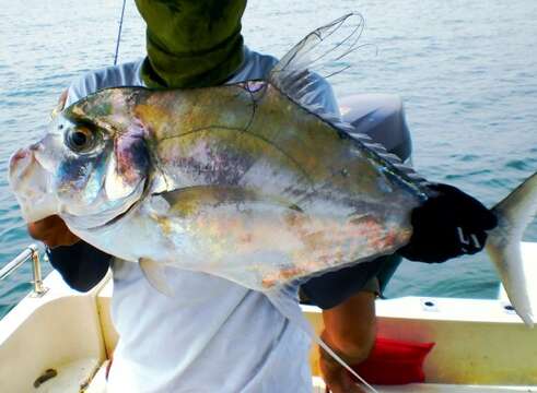 Image of African Pompano