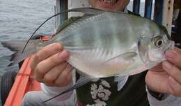 Image of Bumpnose trevally