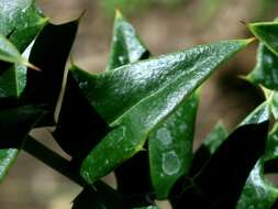 Image of Perny's Holly