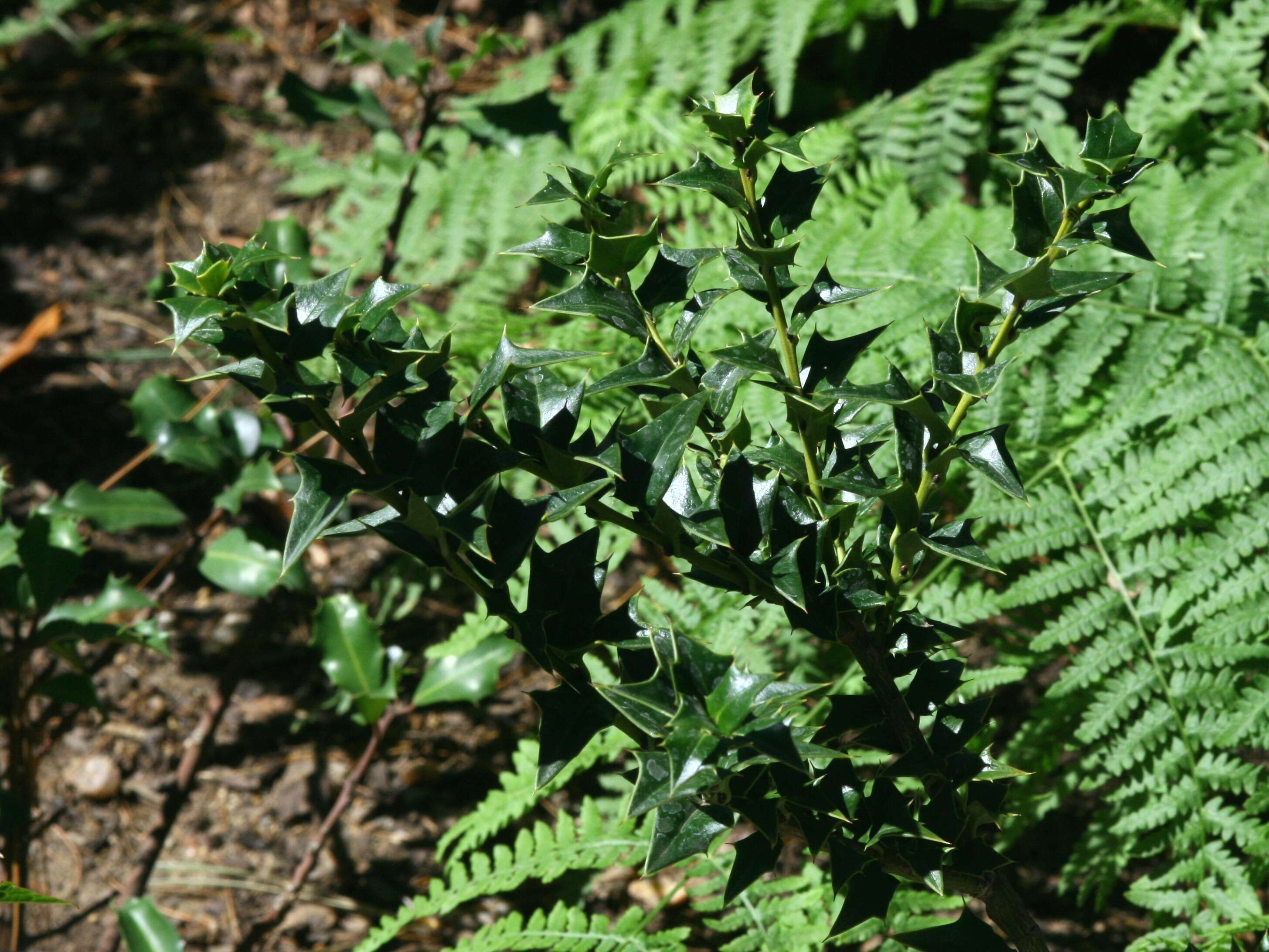 Image of Perny's Holly