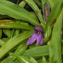 صورة Roscoea kunmingensis S. Q. Tong