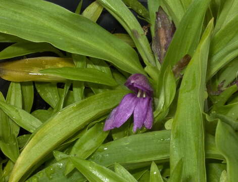 صورة Roscoea kunmingensis S. Q. Tong