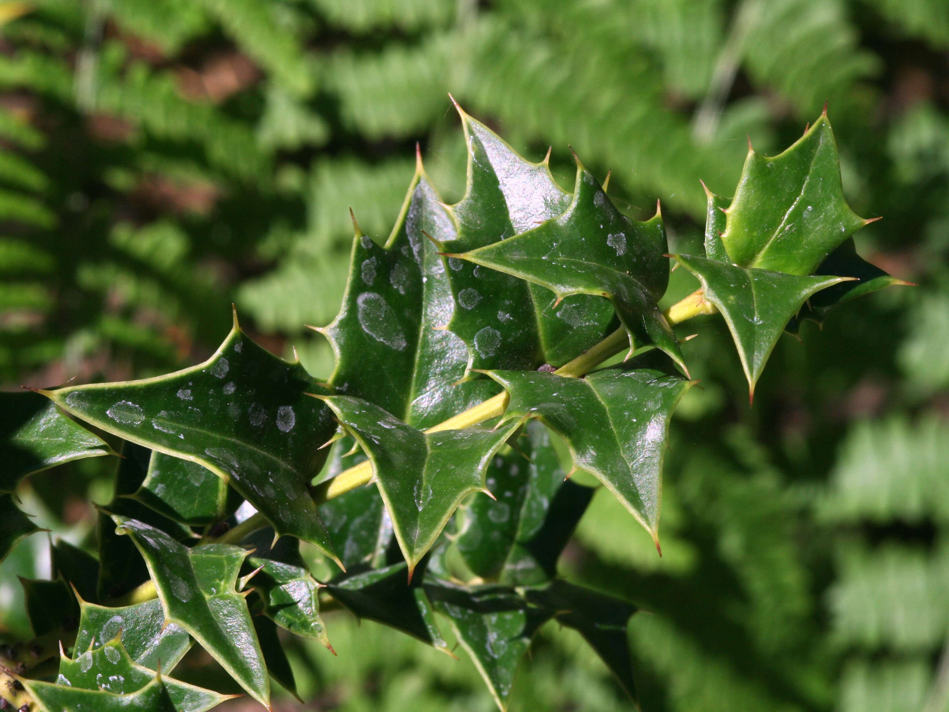 Image of Perny's Holly