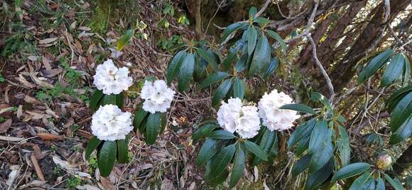 Image de Rhododendron arboreum Sm.