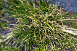 Image of Antarctic hair grass