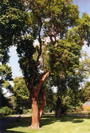 Image de Arbutus andrachne L.