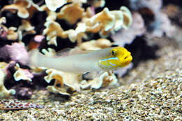 Image of Blueband goby