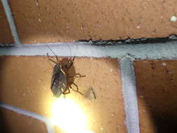 Image of native cockroach ( Australia )