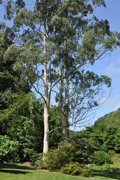 Image of White gum