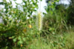 Image of Yellow Bristle Grass