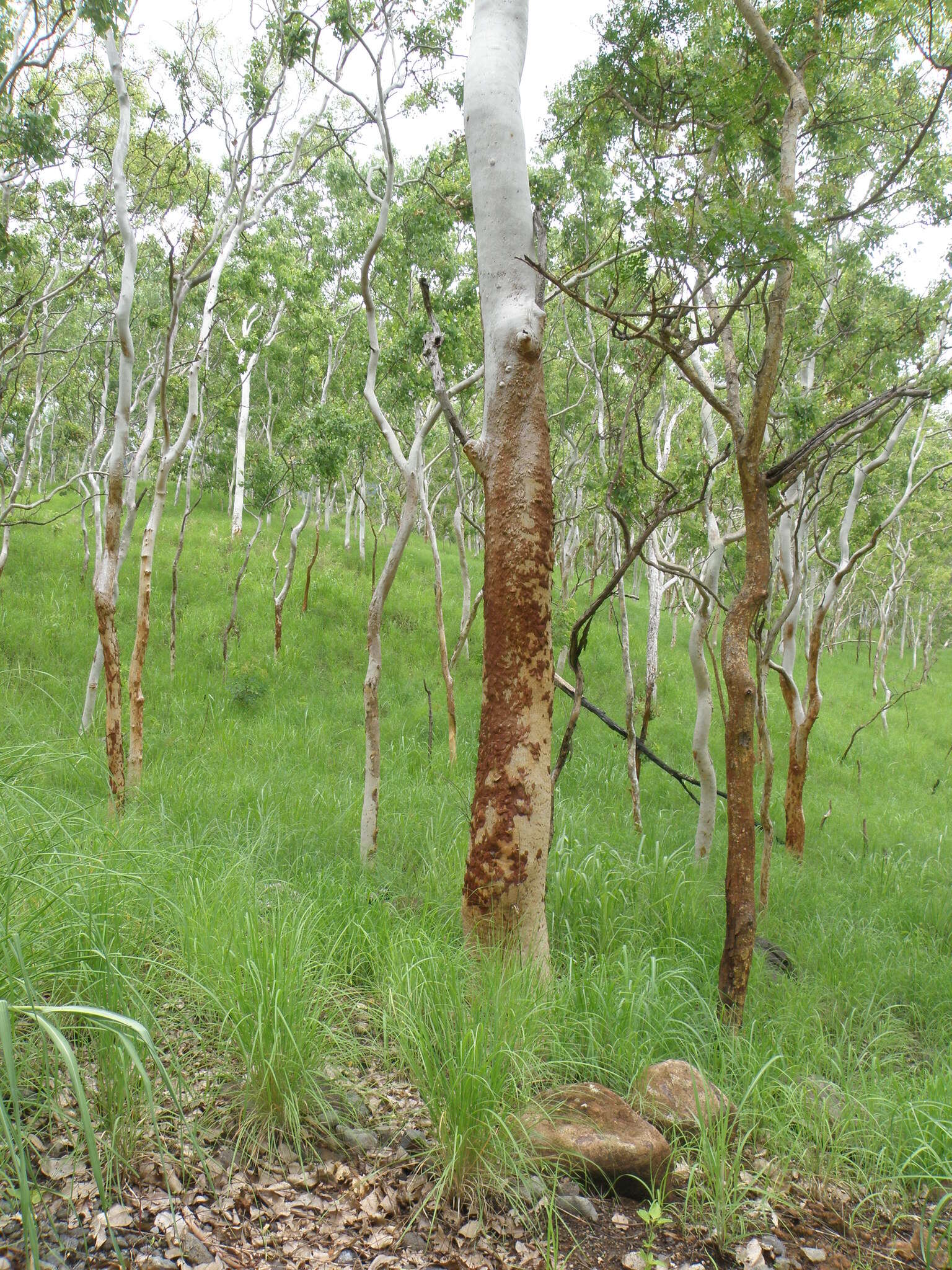 Image of white eucalyptus
