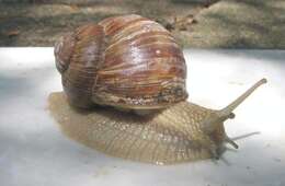 Image of Burgundy snail