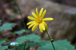 Plancia ëd Dolichorrhiza renifolia (C. A. Mey.) Galushko