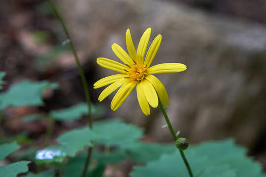 Plancia ëd Dolichorrhiza renifolia (C. A. Mey.) Galushko