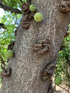 Image of Knobbly fig