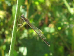 Image of Common Winter Damsel