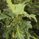 Image of oakleaf carica