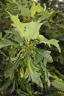 Image of oakleaf carica