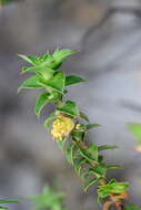 Слика од Cliffortia ilicifolia var. cordifolia (Lam.) Harv.