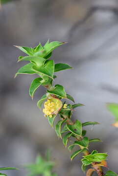 Image of Cliffortia ilicifolia var. cordifolia (Lam.) Harv.