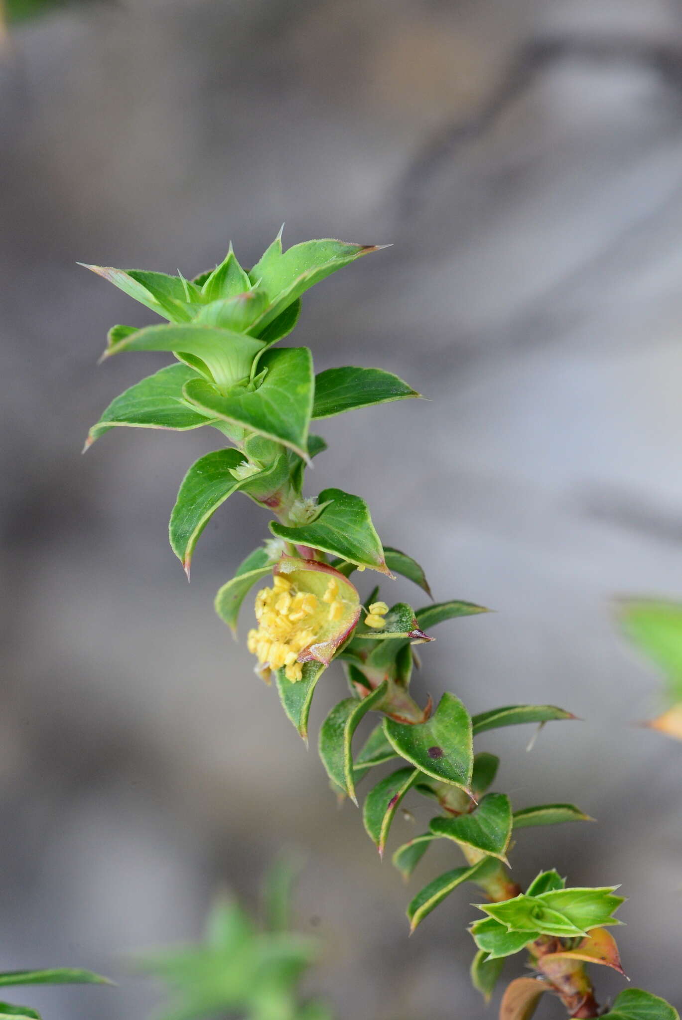 Image of Cliffortia ilicifolia var. cordifolia (Lam.) Harv.