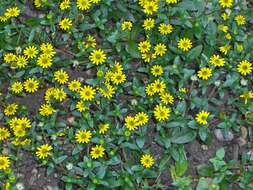 Image of Mexican creeping zinnia