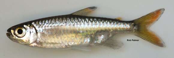 Image of Sharptooth tetra