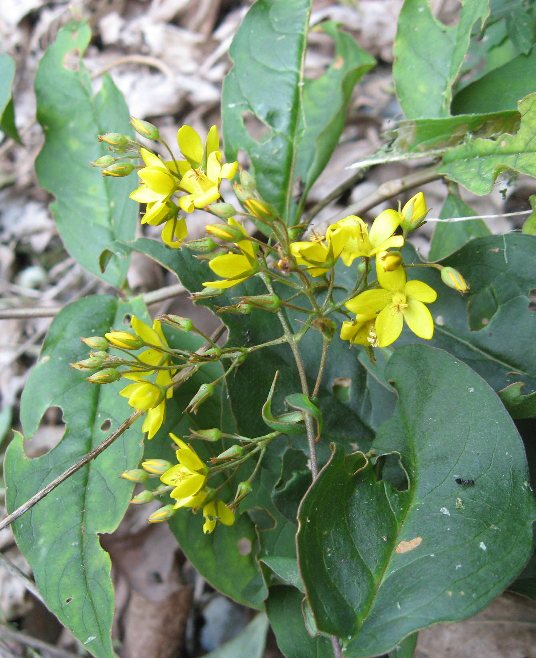 Lysimachia fraseri Duby resmi