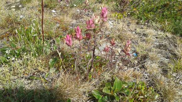 Image of Castilleja arctica Krylov & Sergievsk.