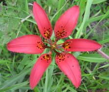 Lilium philadelphicum L. resmi