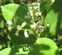 Image of White Mangroves