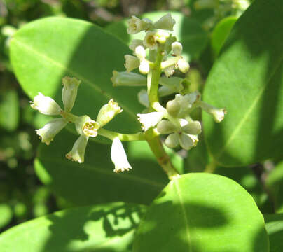 Image of White Mangroves