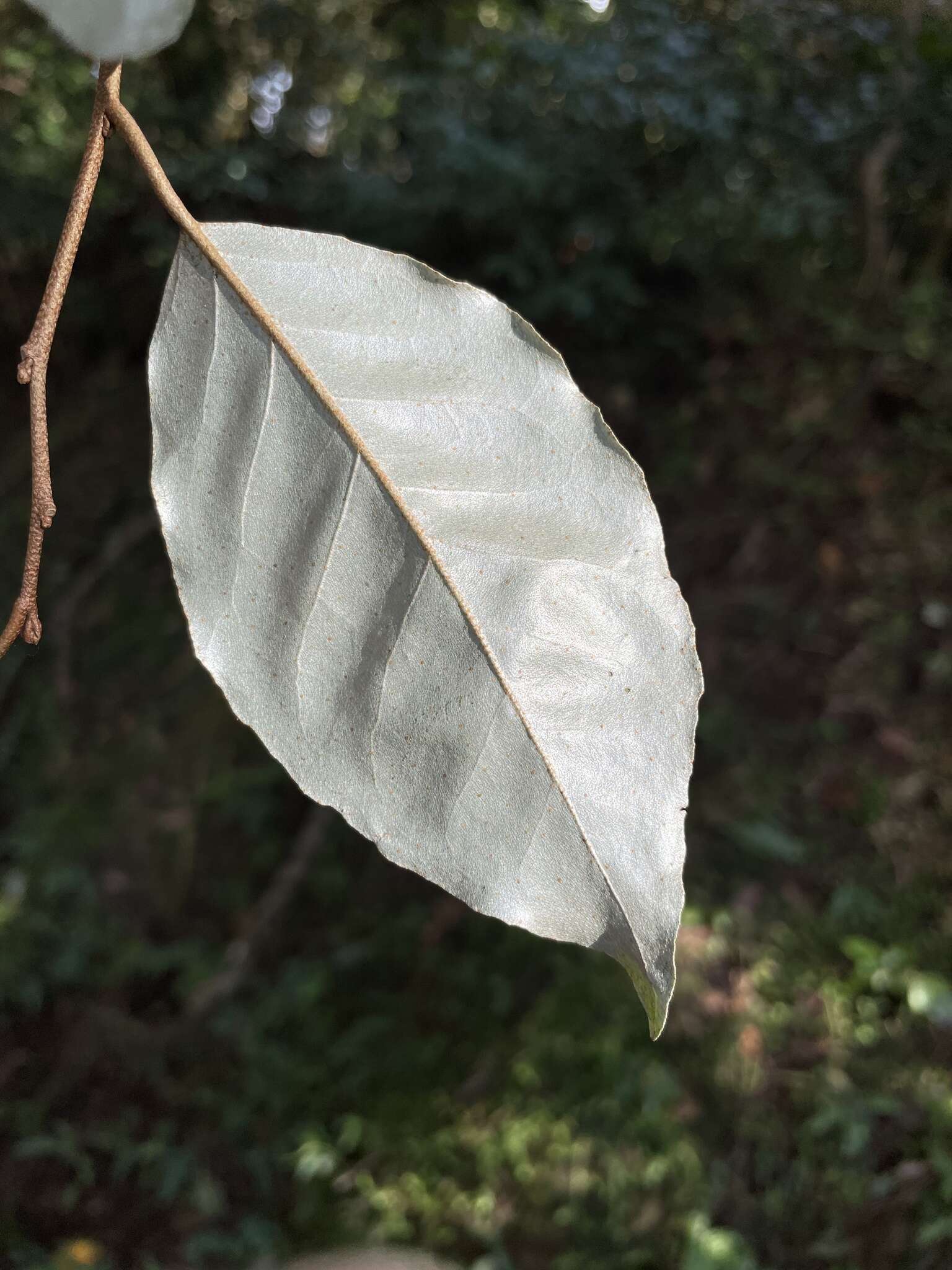 Image of Elaeagnus thunbergii Servettaz