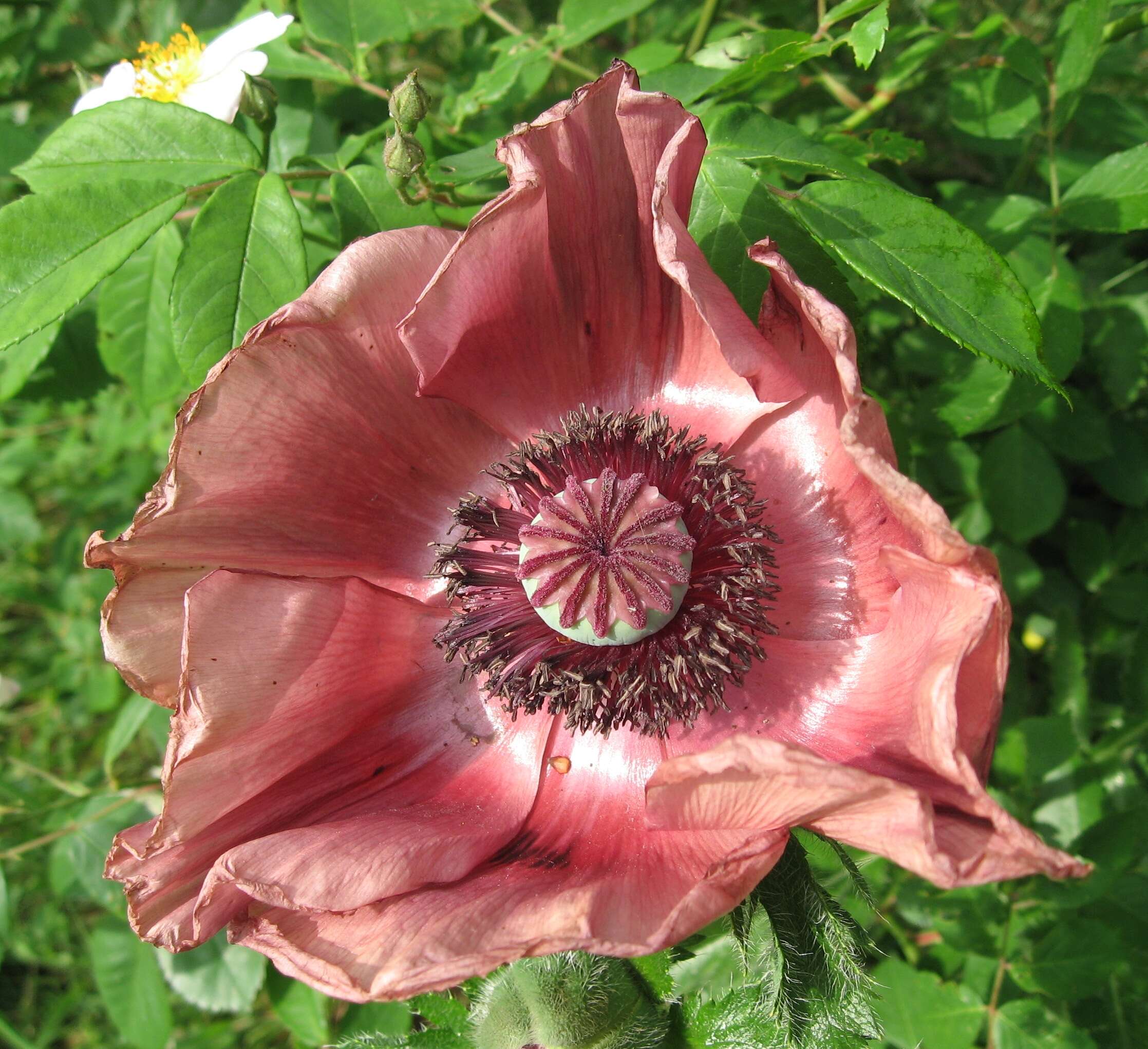 Image of Oriental poppy