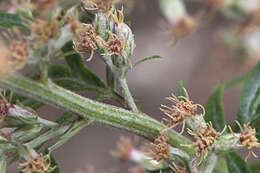 Image of common wormwood