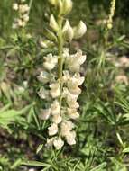 Imagem de Lupinus argenteus var. argenteus