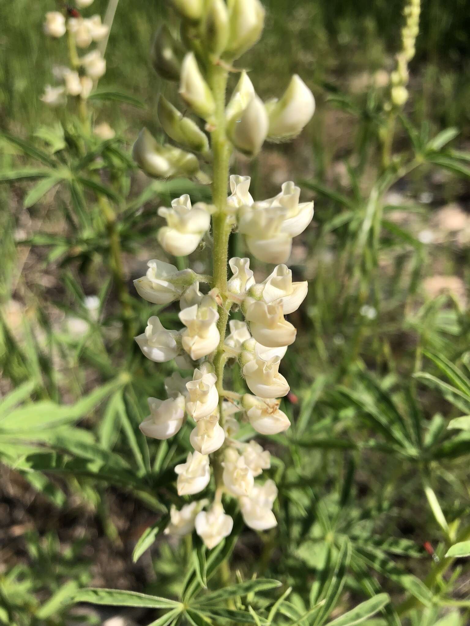 Слика од Lupinus argenteus var. argenteus