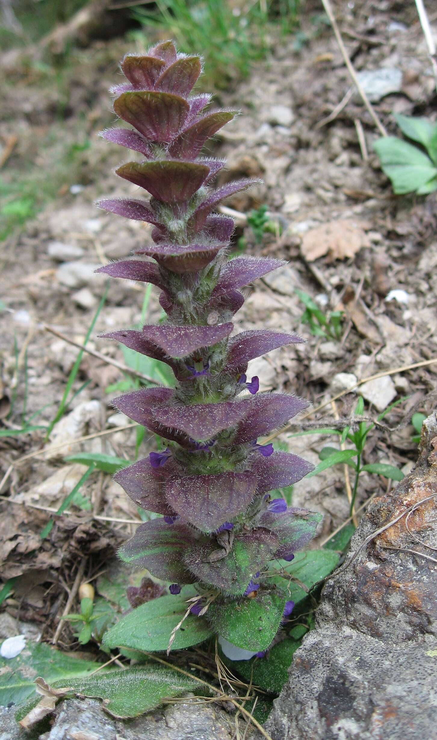 Image of Pyramidal Bugle