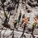 Image of Lachenalia punctata Jacq.