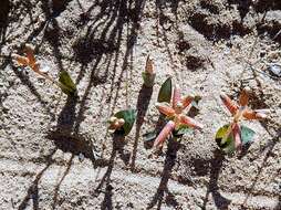 Image of Lachenalia punctata Jacq.