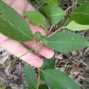 صورة Persoonia laurina subsp. laurina